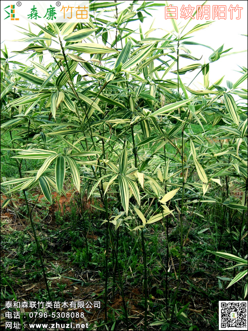 白紋陰陽(yáng)竹