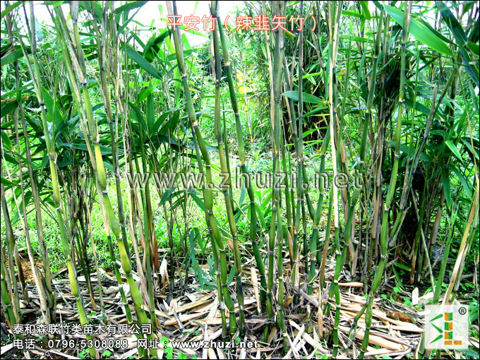 混生竹類生物學(xué)特性