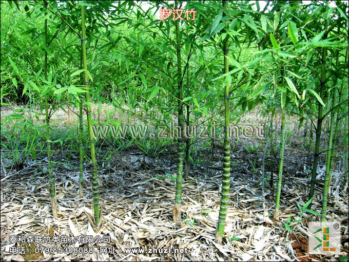 散生竹類生物學(xué)特性