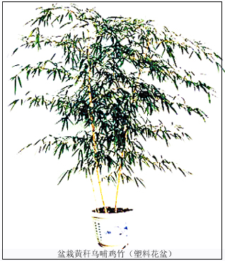 觀賞竹盆栽管理技術(shù)